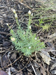 Rhodanthe anthemoides