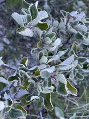 Cercocarpus
