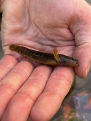 Etheostoma flabellare