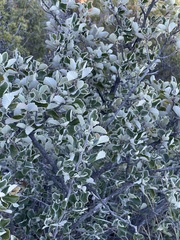 Cercocarpus