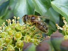 Eristalis