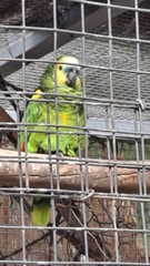 Amazona aestiva xanthopteryx