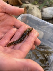 Etheostoma flabellare