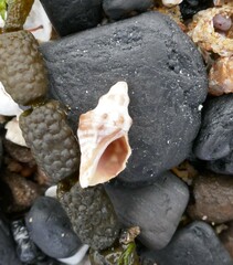 Phycothais reticulata