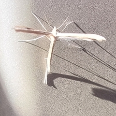 Stenoptilia zophodactylus