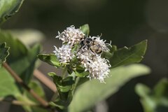 Copestylum marginatum