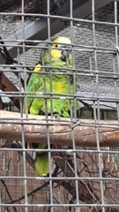 Amazona aestiva xanthopteryx