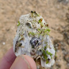 Austromegabalanus nigrescens