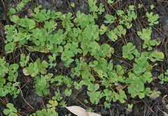Marsilea crenata