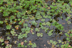Marsilea crenata