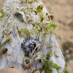 Austrobalanus imperator