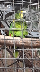 Amazona aestiva xanthopteryx