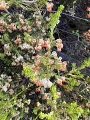 Erica glomiflora
