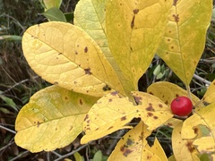 Ilex laevigata