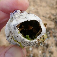 Austromegabalanus nigrescens