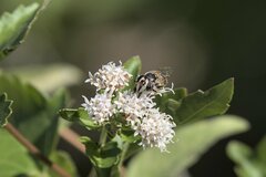 Copestylum marginatum