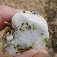 Austromegabalanus nigrescens