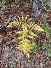 Pteridium aquilinum pseudocaudatum