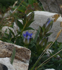 Gentiana parryi