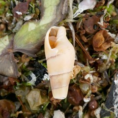 Isara glabra