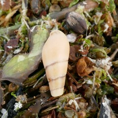 Isara glabra