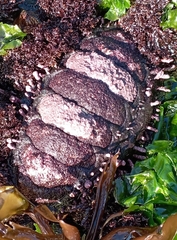 Acanthopleura echinata