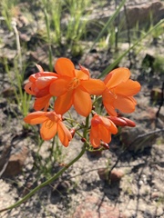 Pillansia templemannii