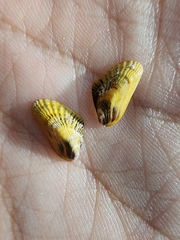 Brachidontes