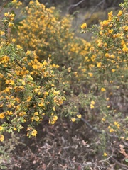 Pultenaea graveolens