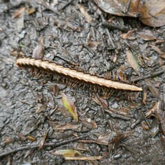 Isocladosoma maculatum