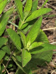 Ocimum obovatum