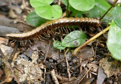 Isocladosoma maculatum