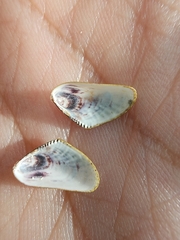 Brachidontes