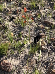 Pillansia templemannii