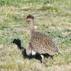 Nothoprocta cinerascens