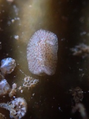 Corambe pacifica