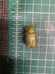 Chrysina occidentalis