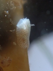Corambe pacifica