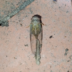 Cicadinae