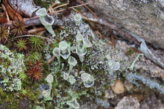 Cladonia verticillata