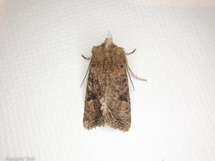 Meterana inchoata