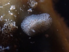 Corambe pacifica