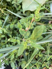 Polygonum aviculare