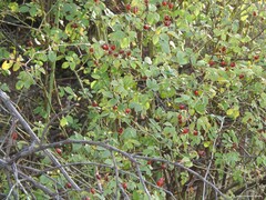 Rosa micrantha