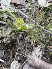 Hydrocotyle laxiflora