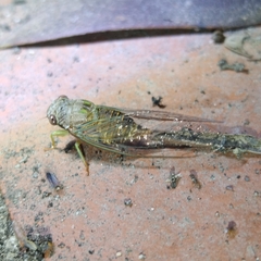 Cicadinae