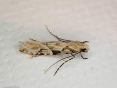 Crypsitricha mesotypa