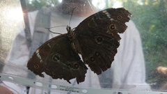 Morpho