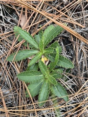Cirsium repandum