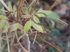 Epilobium adenocaulon